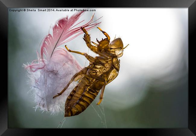 Cicada with galah feather Framed Print by Sheila Smart