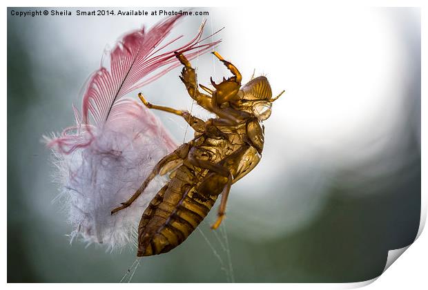 Cicada with galah feather Print by Sheila Smart