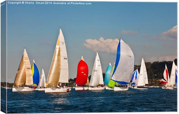 Yacht race on Pittwater Canvas Print by Sheila Smart
