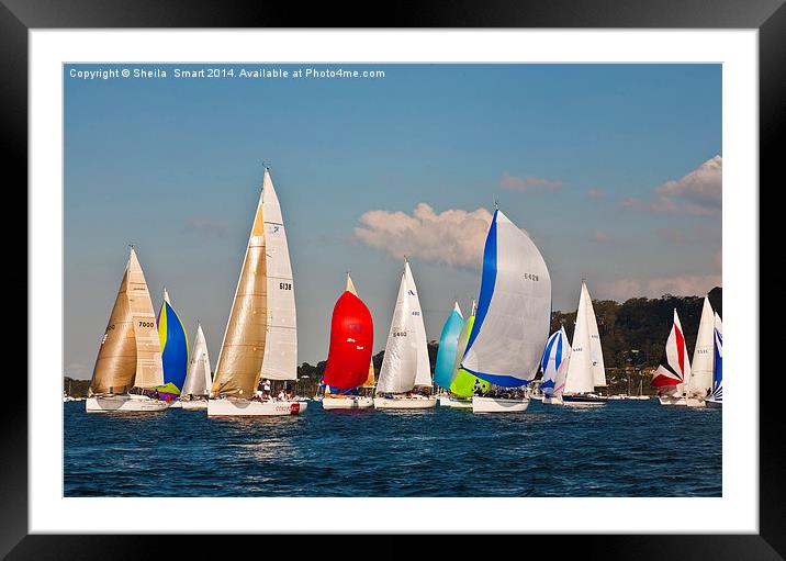 Yacht race on Pittwater Framed Mounted Print by Sheila Smart