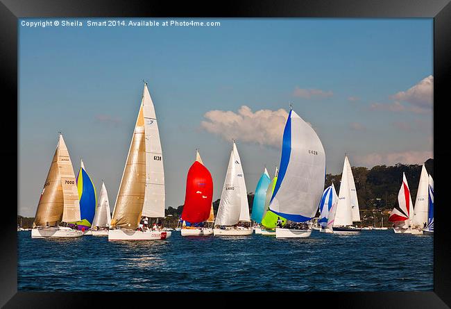 Yacht race on Pittwater Framed Print by Sheila Smart