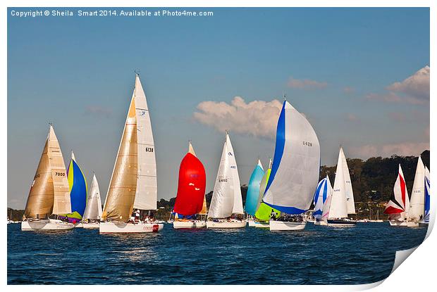 Yacht race on Pittwater Print by Sheila Smart