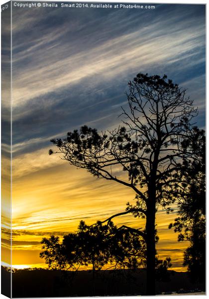 She oak tree silhouette at sunset Canvas Print by Sheila Smart