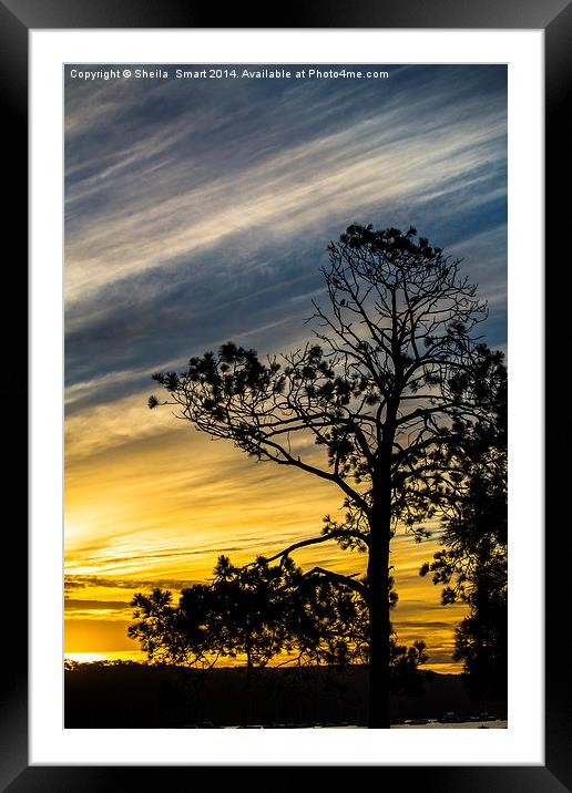 She oak tree silhouette at sunset Framed Mounted Print by Sheila Smart