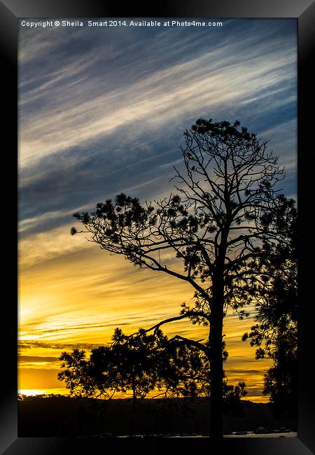 She oak tree silhouette at sunset Framed Print by Sheila Smart