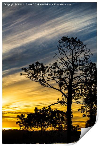 She oak tree silhouette at sunset Print by Sheila Smart