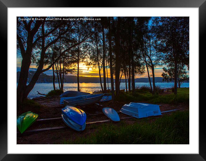 Dinghies at sunset, Pittwater Framed Mounted Print by Sheila Smart