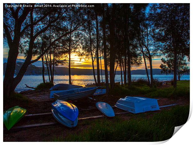 Dinghies at sunset, Pittwater Print by Sheila Smart