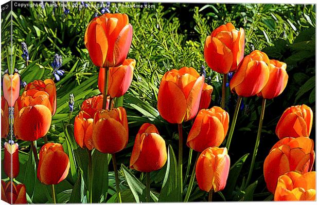 Artistic tulips in Spring Canvas Print by Frank Irwin