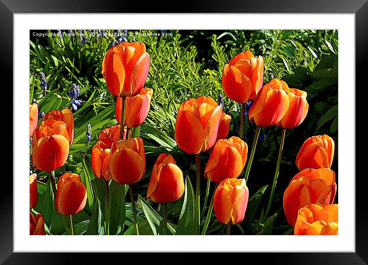 Artistic tulips in Spring Framed Mounted Print by Frank Irwin