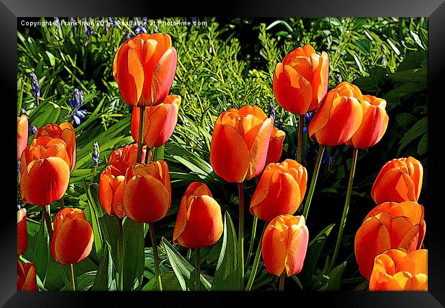Artistic tulips in Spring Framed Print by Frank Irwin