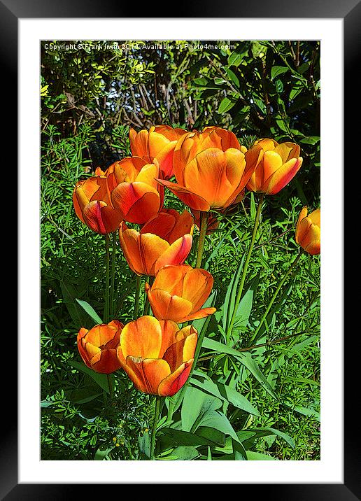 Artistic tulips in Spring Framed Mounted Print by Frank Irwin