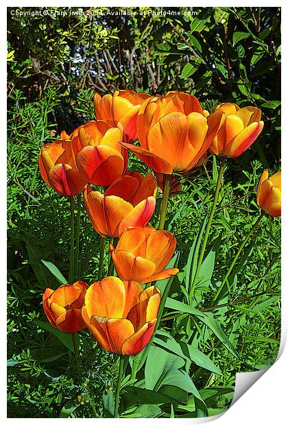 Artistic tulips in Spring Print by Frank Irwin