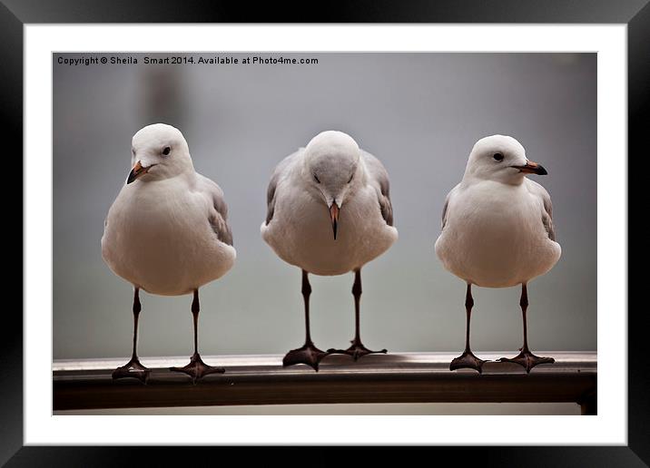 Three silver gulls Framed Mounted Print by Sheila Smart
