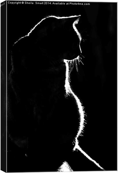 Cat silhouette Canvas Print by Sheila Smart