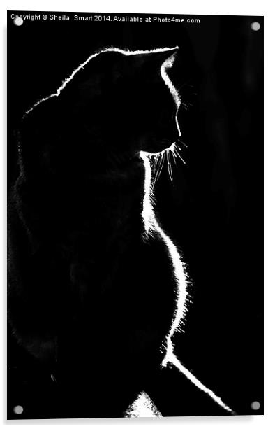 Cat silhouette Acrylic by Sheila Smart