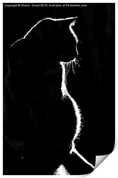 Cat silhouette Print by Sheila Smart