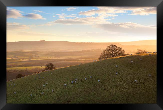 Sheep on Cotswold hills Framed Print by Andrew Roland