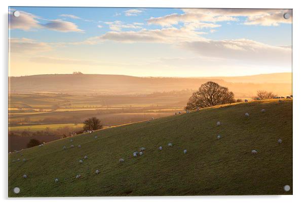 Sheep on Cotswold hills Acrylic by Andrew Roland