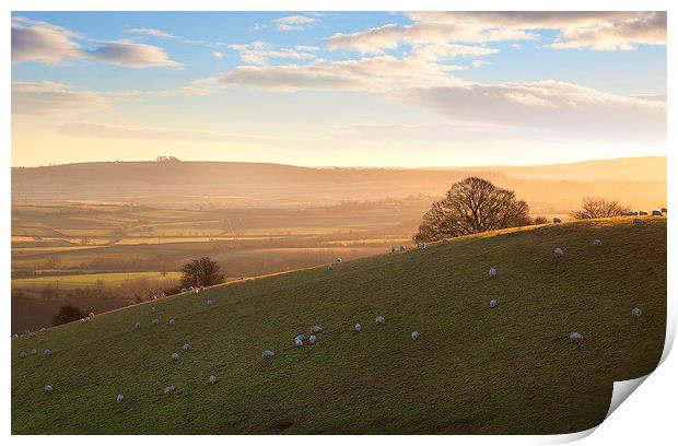 Sheep on Cotswold hills Print by Andrew Roland