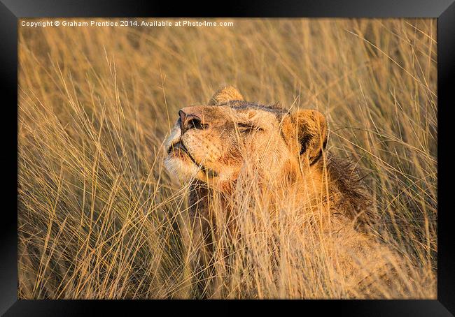 Lioness Enjoying The Morning Sun Framed Print by Graham Prentice