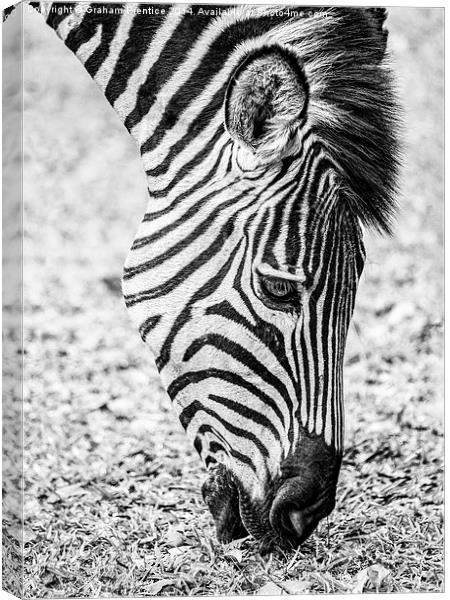 Plains Zebra Grazing Canvas Print by Graham Prentice