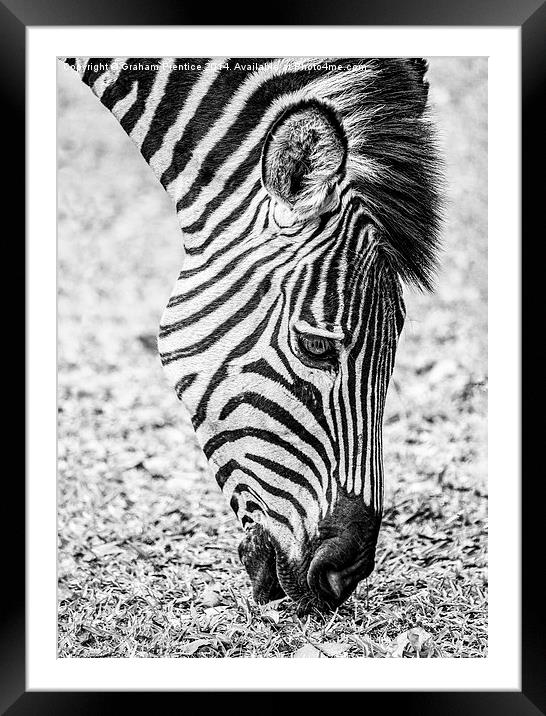 Plains Zebra Grazing Framed Mounted Print by Graham Prentice