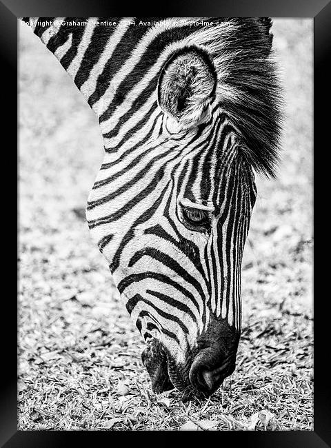 Plains Zebra Grazing Framed Print by Graham Prentice