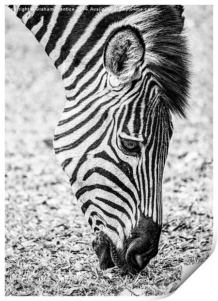 Plains Zebra Grazing Print by Graham Prentice