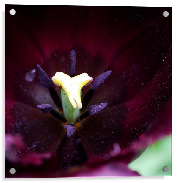 Purple Tulip Acrylic by Hannah Scriven