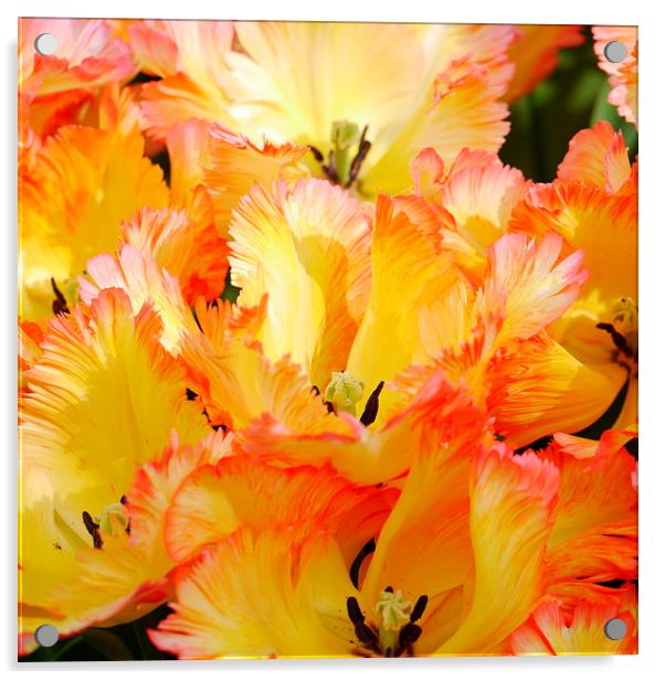Firey Tulip Acrylic by Hannah Scriven