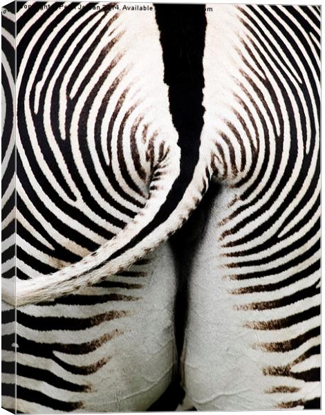 Grevys Zebra Rear Canvas Print by Peter Jordan