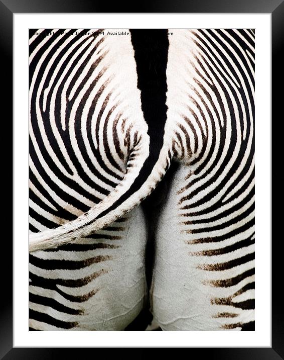 Grevys Zebra Rear Framed Mounted Print by Peter Jordan