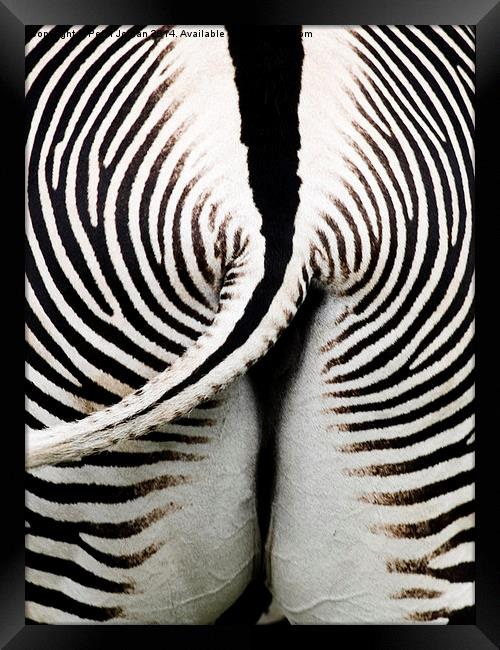 Grevys Zebra Rear Framed Print by Peter Jordan