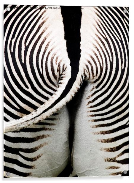 Grevys Zebra Rear Acrylic by Peter Jordan