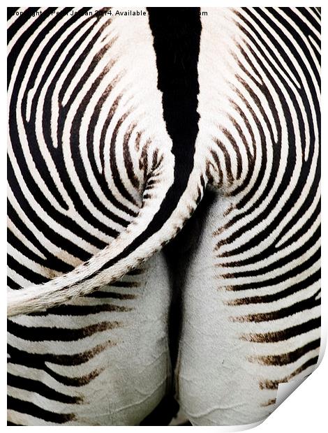 Grevys Zebra Rear Print by Peter Jordan