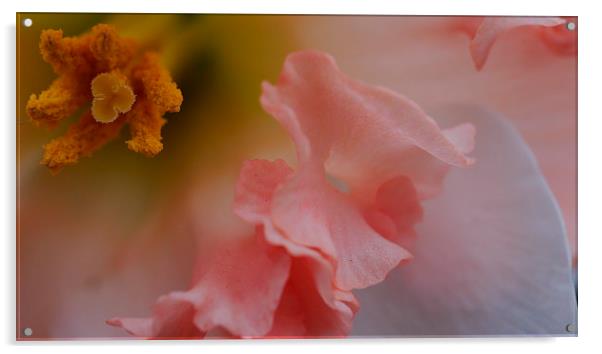 Pink Daffodil Acrylic by Hannah Scriven