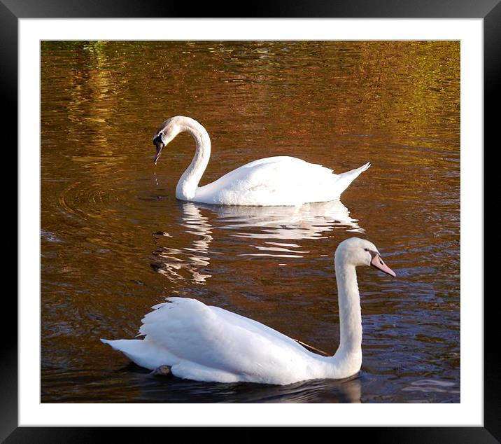 Swan Song Framed Mounted Print by Hannah Scriven