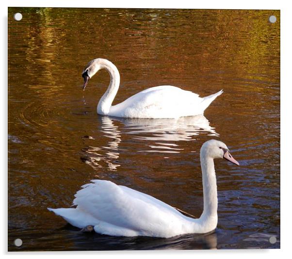 Swan Song Acrylic by Hannah Scriven