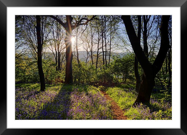 Bluebell Sunrise Framed Mounted Print by Darren Galpin