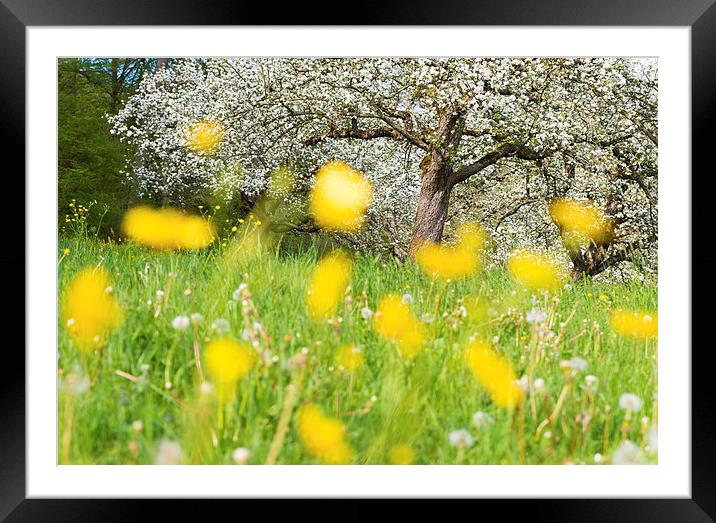 Spring meadow with yellow flowers Framed Mounted Print by Matthias Hauser
