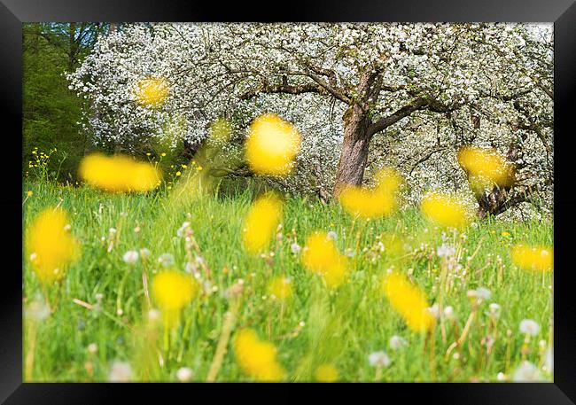 Spring meadow with yellow flowers Framed Print by Matthias Hauser