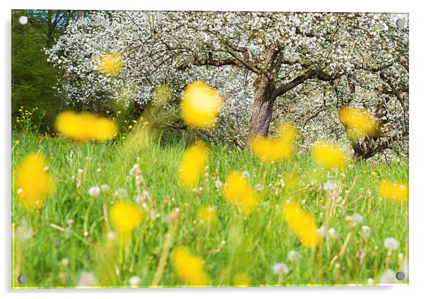 Spring meadow with yellow flowers Acrylic by Matthias Hauser
