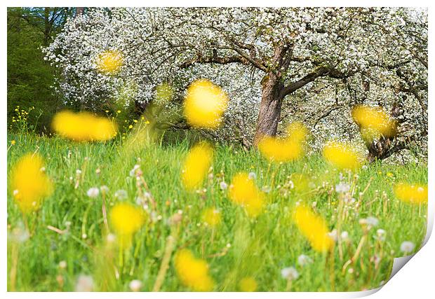 Spring meadow with yellow flowers Print by Matthias Hauser