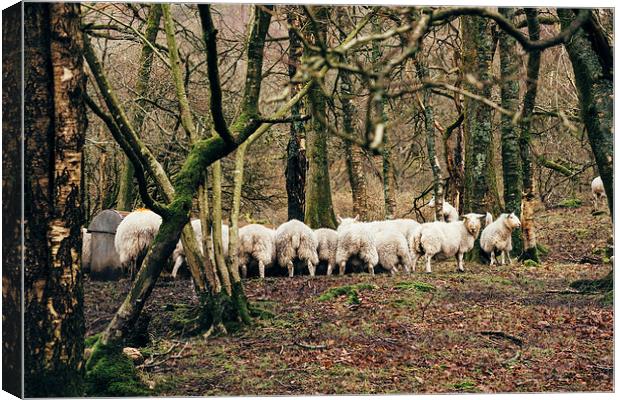 Sheep grazing in woodland near Coniston Water. Canvas Print by Liam Grant