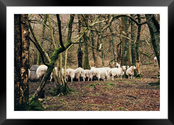 Sheep grazing in woodland near Coniston Water. Framed Mounted Print by Liam Grant