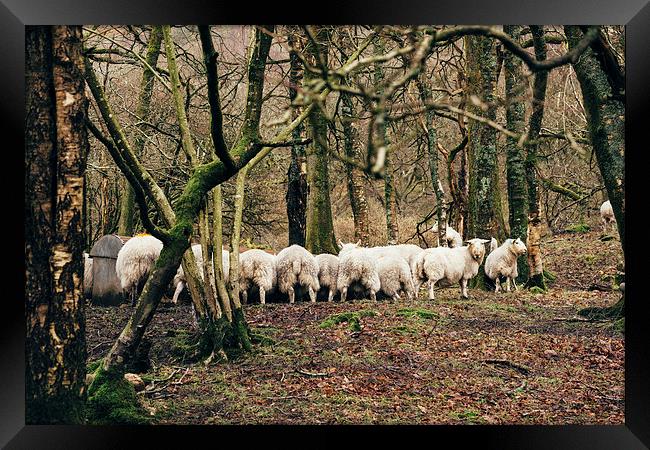 Sheep grazing in woodland near Coniston Water. Framed Print by Liam Grant