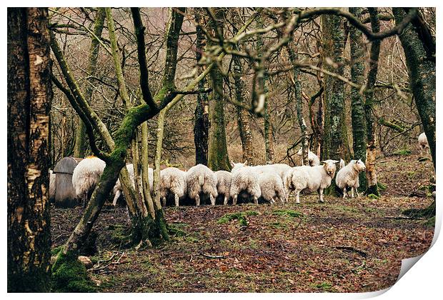 Sheep grazing in woodland near Coniston Water. Print by Liam Grant