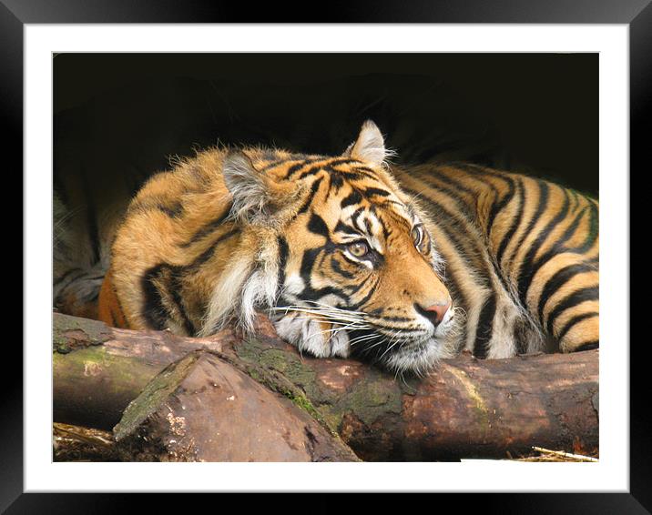 Resting Tiger Framed Mounted Print by James Buckle