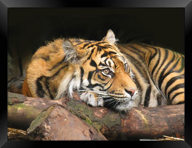 Resting Tiger Framed Print by James Buckle